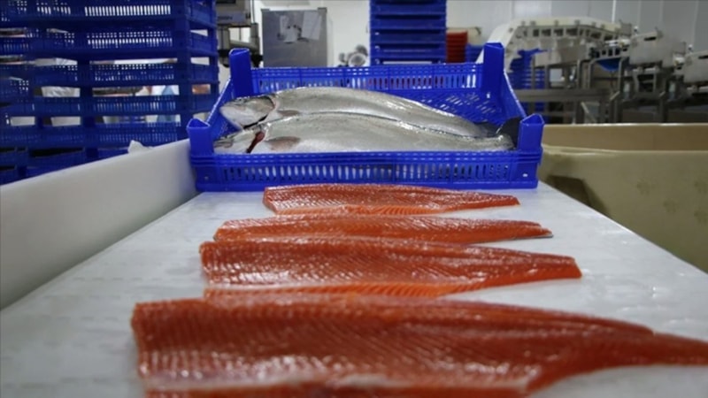 Doğu Karadeniz'den 7 ülkeye somon ihraç edildi