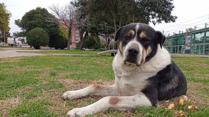 Samsun'da 26 bini aşkın hayvana kuduz aşısı uygulandı