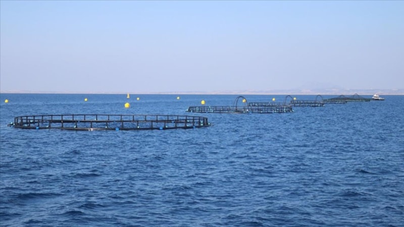 Adana'da kafes balıkçılığıyla üretim 10 kat artacak