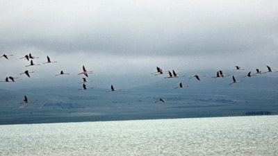 Havadaki mikroplastik kirlilik, kuşların akciğerlerinde birikiyor