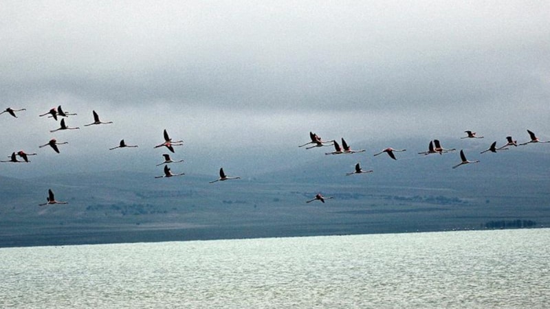 Havadaki mikroplastik kirlilik, kuşların akciğerlerinde birikiyor