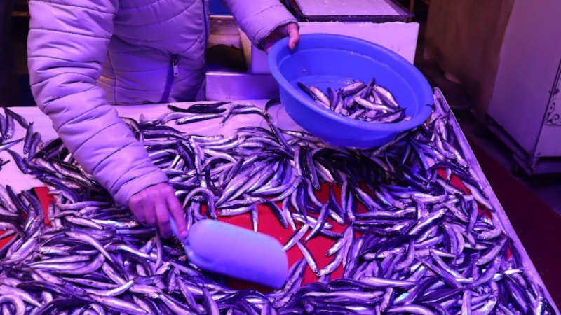 Artan sıcaklıklarda balık nasıl saklanmalı