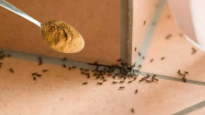 Tezgaha bir miktar dökmek yetiyor, karıncalardan eser kalmıyor