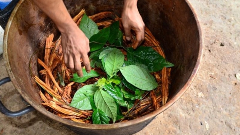 Ayahuasca nedir, etkileri neler? Ayahuasca çayı yasak mı?