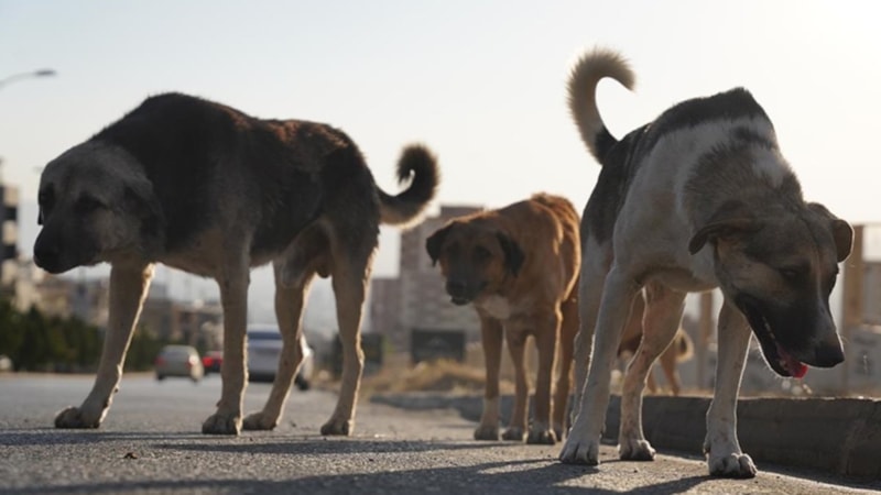 İzmir'de başıboş köpek 6 yaşındaki çocuğu ısırdı