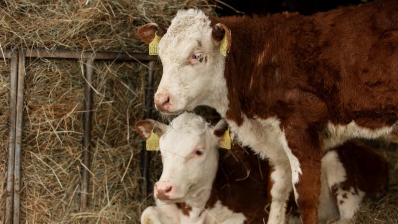 Eskişehir'de hayvancılığa 113 milyon destek