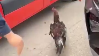 Bursa'da araç motoruna bu kez kedi değil, horoz girdi