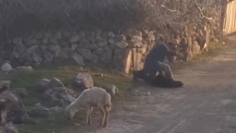 Tokat'ta küçükbaş hayvana eziyet