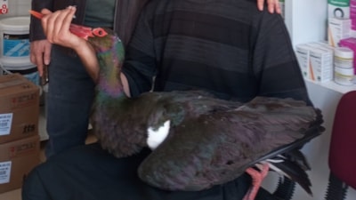 Adana'da nadir görülen kara leylek tedavi altında