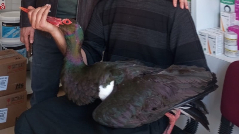 Adana'da nadir görülen kara leylek tedavi altında