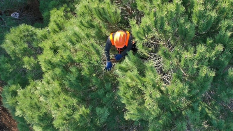 Orman Genel Müdürlüğü 252 daimi işçi alacak