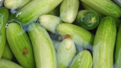 Salatalıkları 1 hafta suda bekletin, bakın neler olacak...