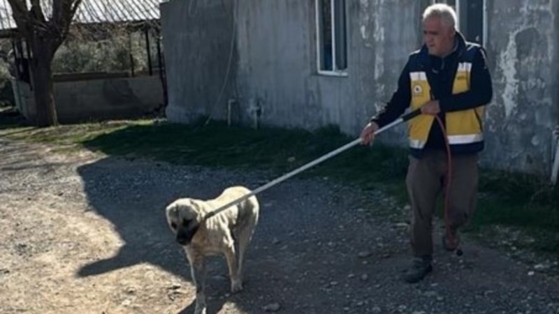 Kahta'da başıboş sokak köpekleri toplanıyor