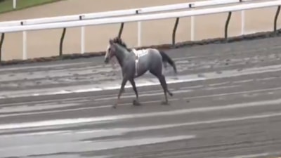 Japonya'da yarış atı, yarışmayı reddetti: Özgürlüğüne koştu