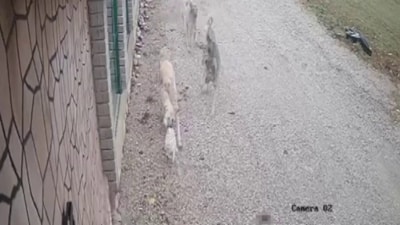 Konya'da kayıp olarak aranan kedi Mia, köpekler tarafından telef edildi