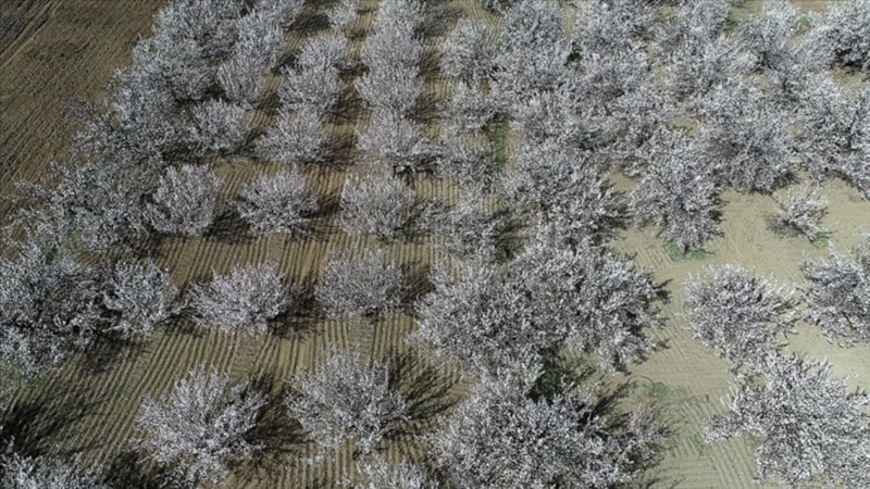 Malatya'da kayısı ağaçları çiçek açtı