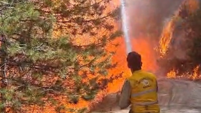 Aydın'da orman yangını çıktı