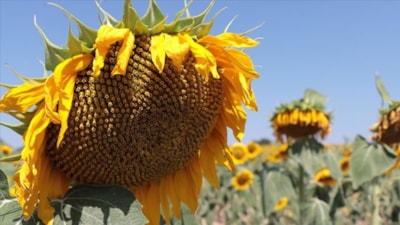 TMO'dan 18 bin ton ayçiçek yağı alımı için ihale