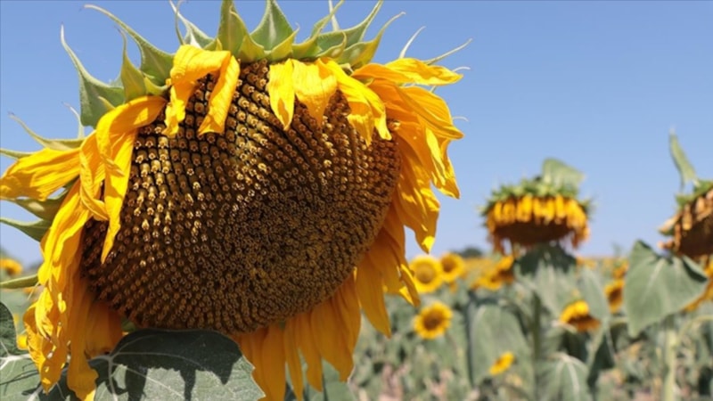 TMO'dan 18 bin ton ayçiçek yağı alımı için ihale