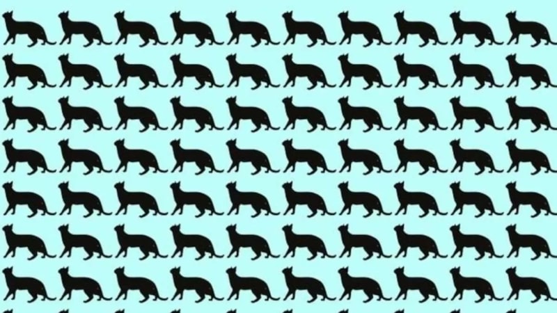 Görsel zeka testi: Resimdeki farklı kediyi yalnızca dahiler görebiliyor!