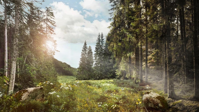 Orman haftası ne zaman? Orman haftası neden kutlanır?