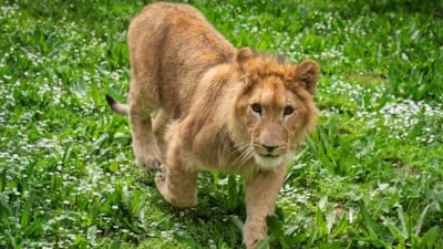 İzmir'de çiftlikten kurtarılan yavru aslan, koruma altına alındı