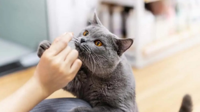 Kediler en çok hangi kokudan kaçar? Kedileri kaçıran koku nedir?