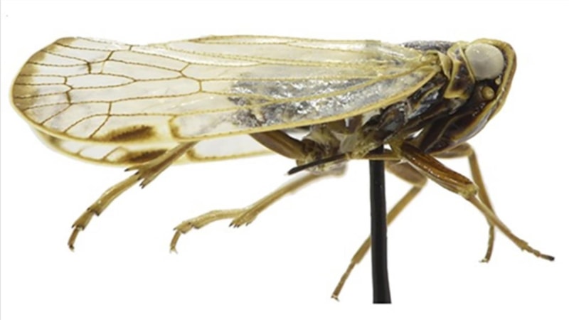 Yeni keşfedildi: İşte 