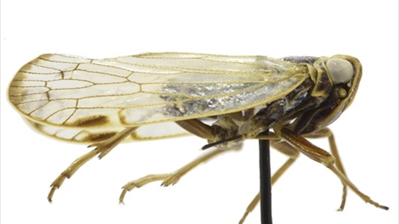 Kırşehir'de yeni böcek türü keşfi: Emine