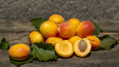 Malatya'da kayısı mercek altına alınıyor