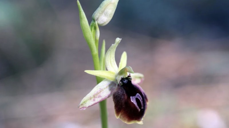 Antalya'ya özgü bitki: Sökmenin cezası 1 milyon TL'yi geçebiliyor