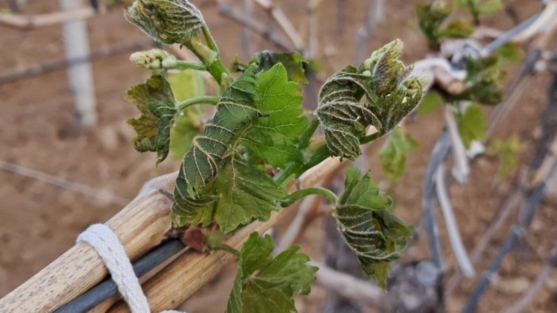 Manisa'ya zirai don uyarısı yapıldı