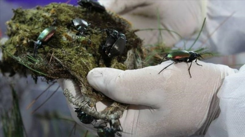 Orman zararlarıyla mücadelede 856 bin 'terminatör böcek' kullanıldı