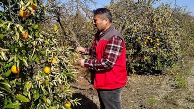 Muğla'da don vuran meyve bahçelerinde hasar tespit çalışması sürüyor