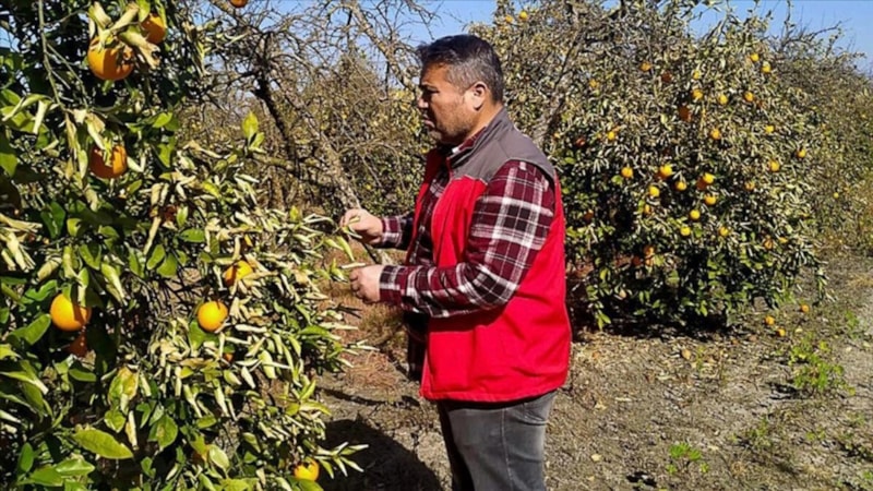 Muğla'da don vuran meyve bahçelerinde hasar tespit çalışması sürüyor