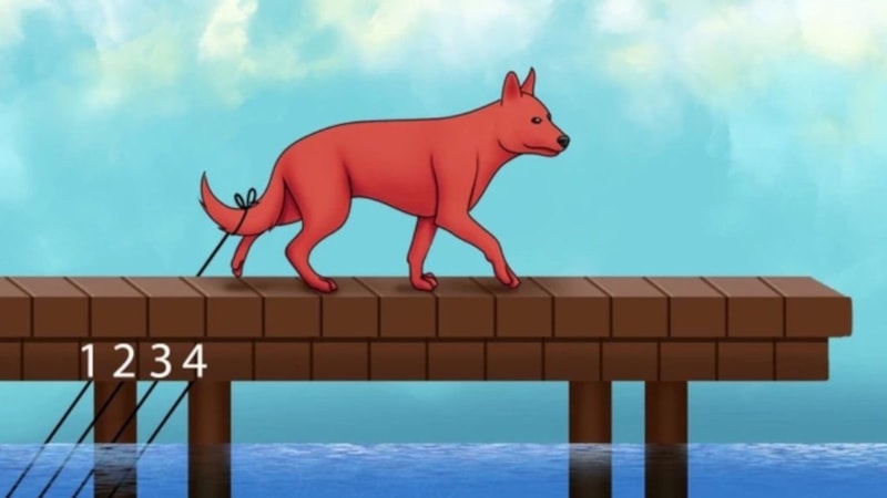 Köpeğe bağlı olan ip hangisi? Gerçek zekiler 5 saniyede çözüyor