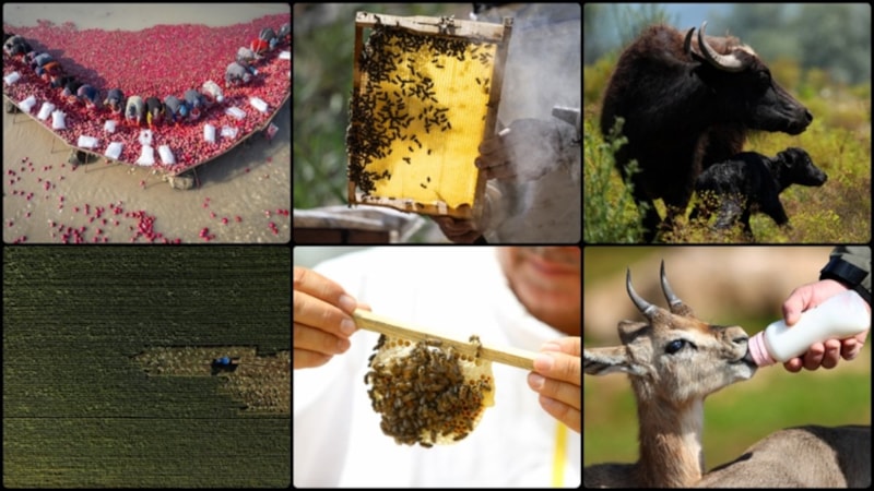 Türkiye, tarımsal hasılada Avrupa'da 1. ve dünyada 8.