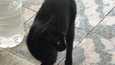 Antalya'da kedi Karam'ı geri getirdi: Tedavi ettirmek için aldım