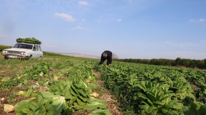 Tarlada 5 TL, manavda 5 katı! Bu sebze cep yakıyor...