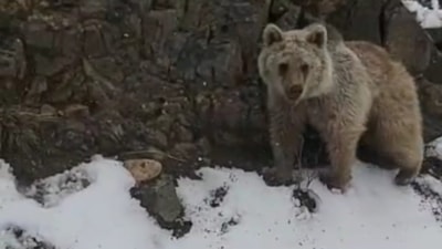 Giresun'da dağ keçisini ayıya yem olmaktan kurtardı