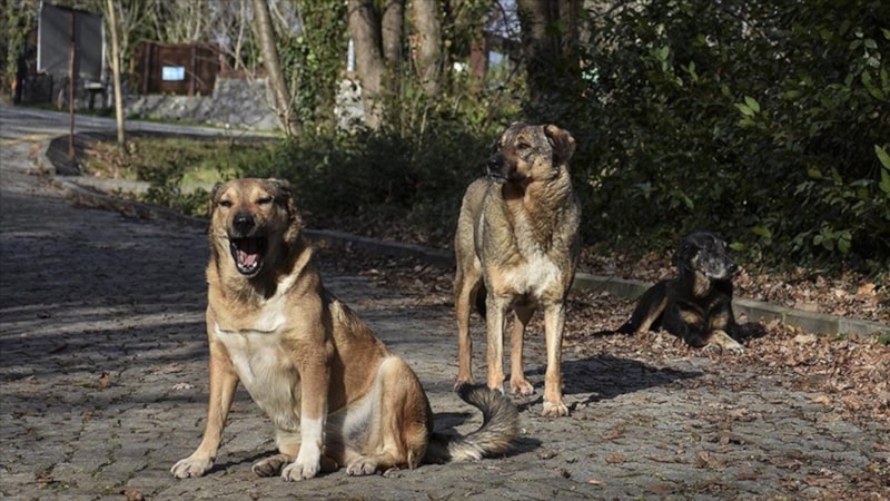 Şanlıurfa’da sokak köpekleri 2 kişiyi ısırdı