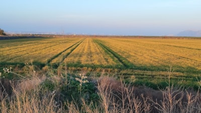 Adana'da buğdaya don ve kuraklık tehdidi