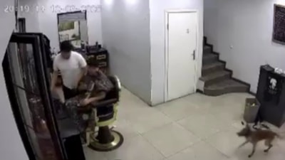 Kocaeli'de kuaföre sokulan köpek ortalığı birbirine kattı