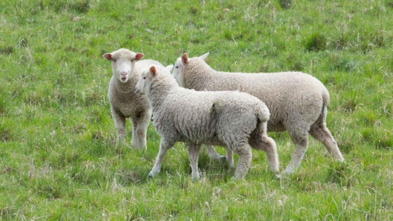 İngiltere'de ilk kez koyunda kuş gribi tespit edildi