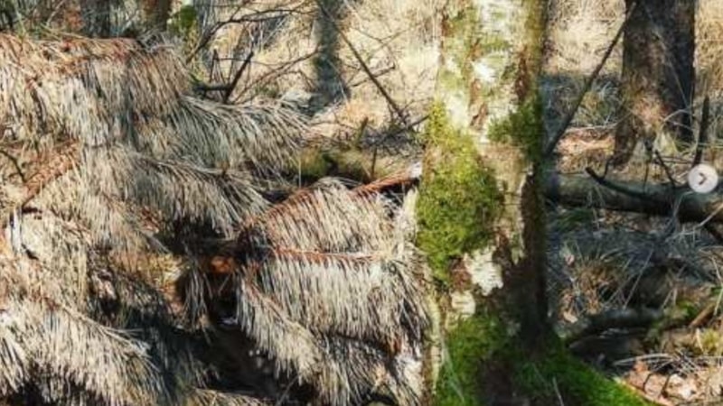 Dahi Olmayan Geçemiyor! 9 Saniyede Gizli Köpeği Bulun…