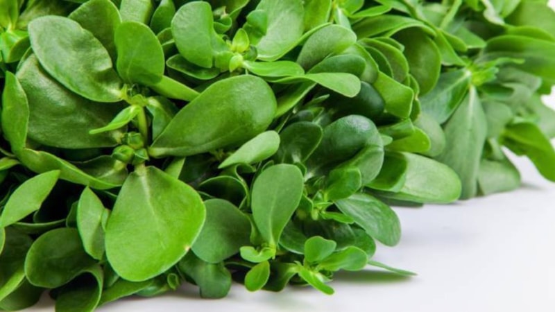 Semizotu neye iyi gelir? Semizotu faydaları nelerdir?