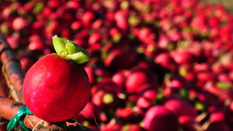 Turpun büyüğü nedir? Turpun büyüğü heybede ne demektir?