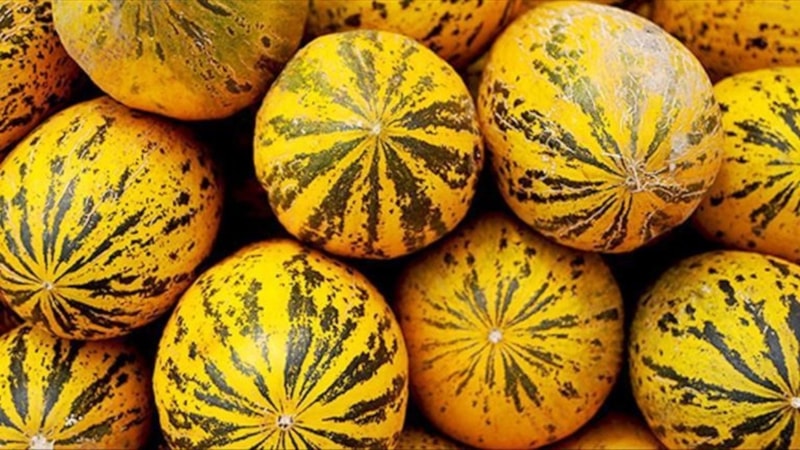 Manisa’nın Kırkağaç Kavunu AB'den coğrafi işaret tescili aldı