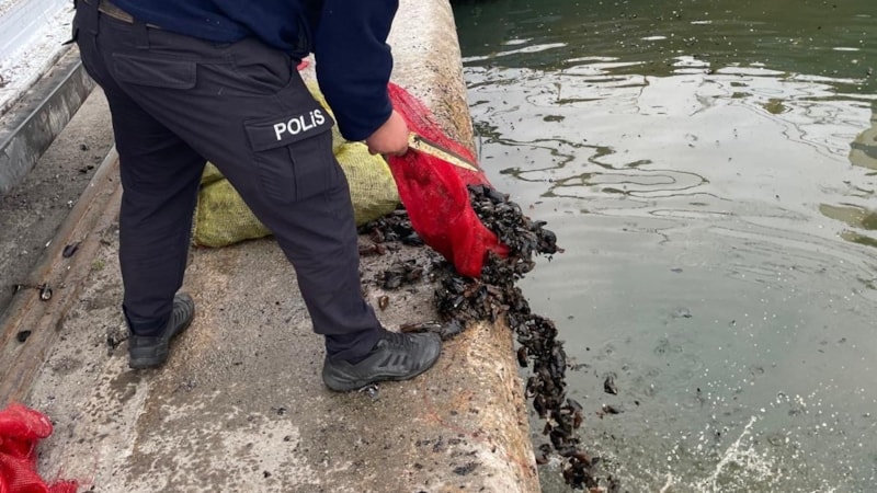 Samsun'da 2 ton kaçak midye ele geçirildi