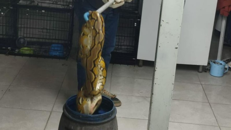 Kütahya'da yolcu otobüsünde piton yılanı bulundu